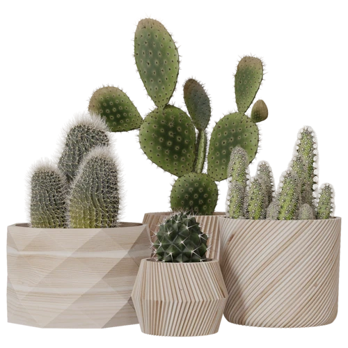 植物