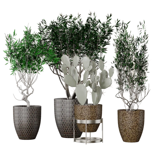 植物