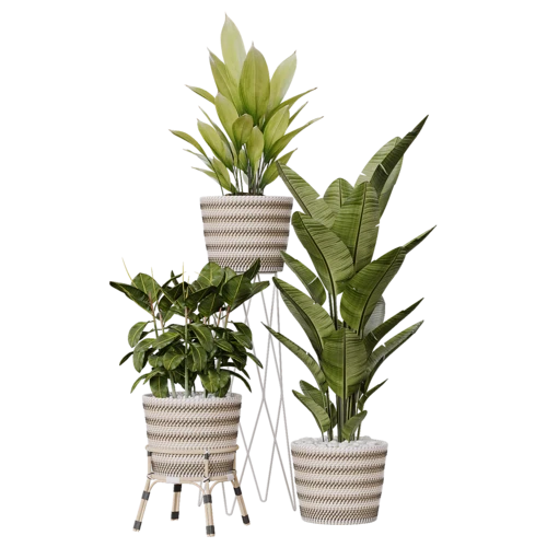 植物