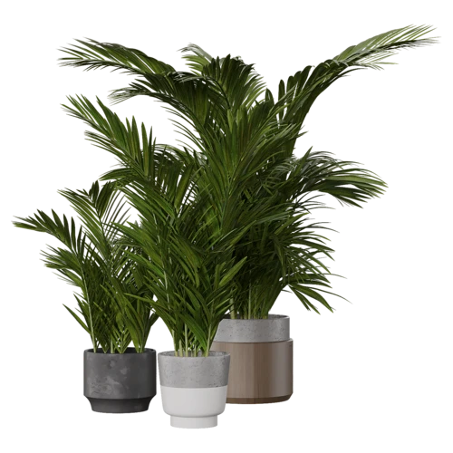 植物