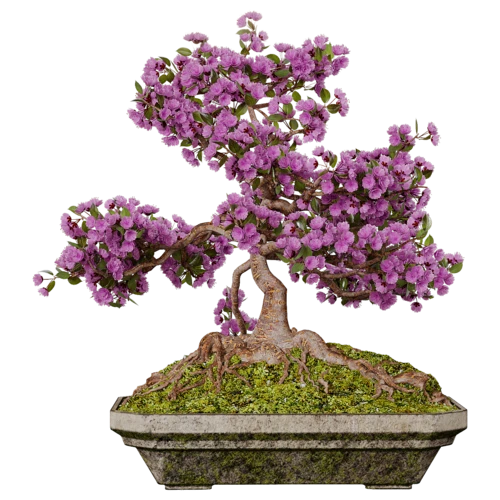 植物