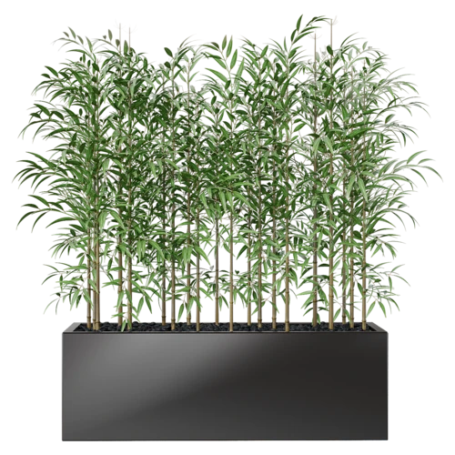 植物
