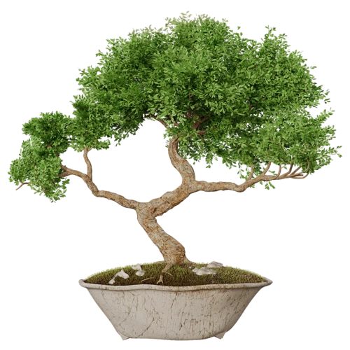植物