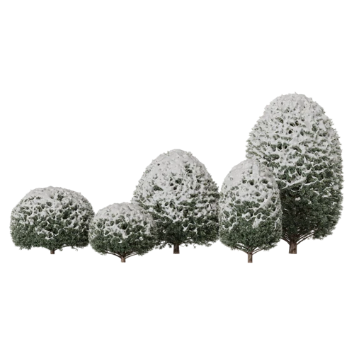 植物