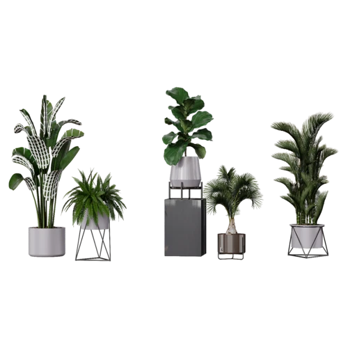 植物