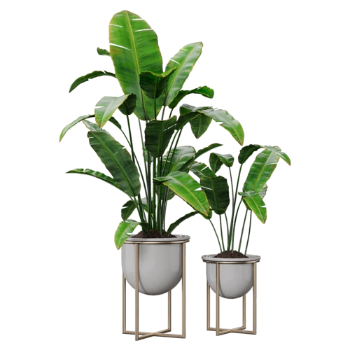 植物