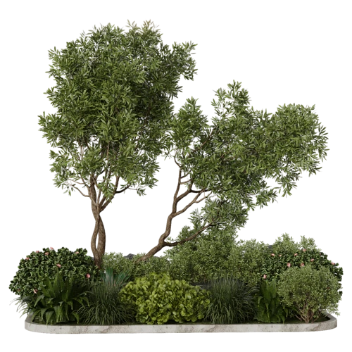 植物