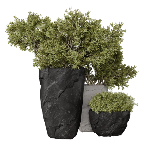 植物