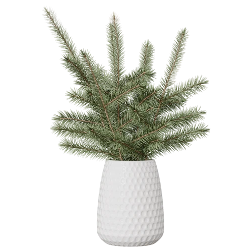 植物