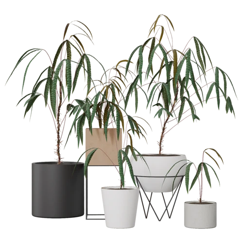 植物