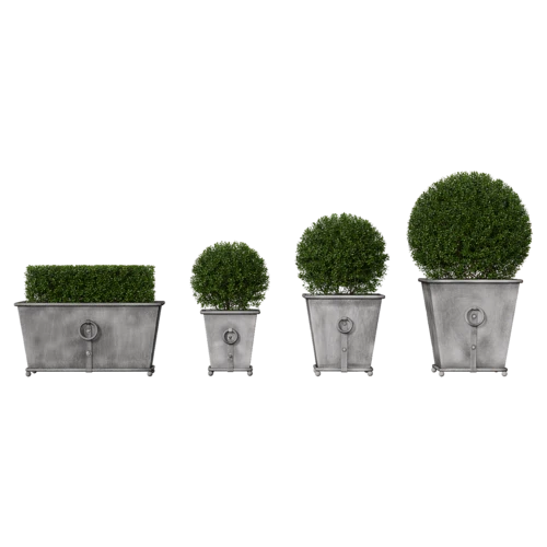 植物