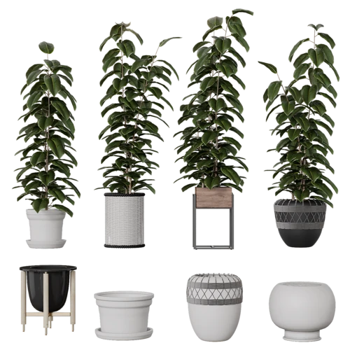 植物