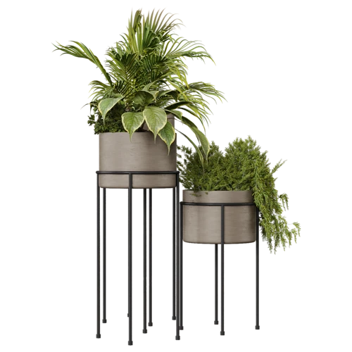 植物
