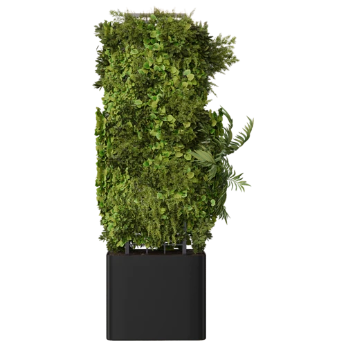 植物