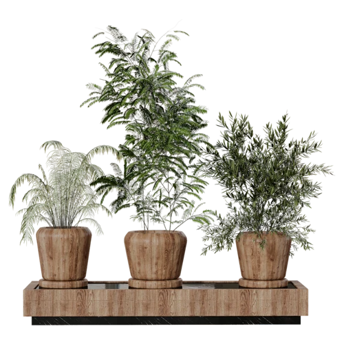 植物