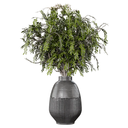 植物