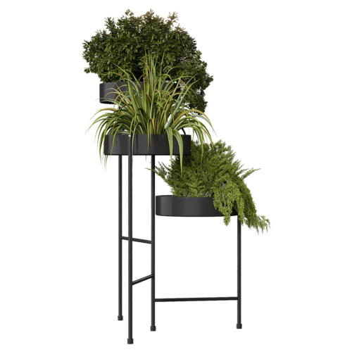 植物
