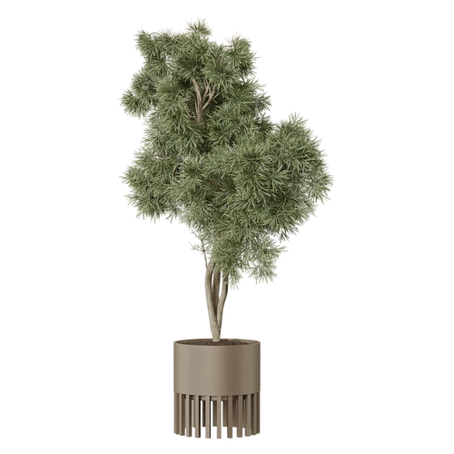 植物