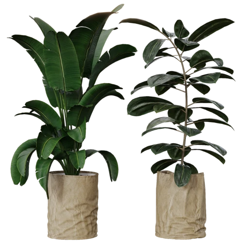 植物