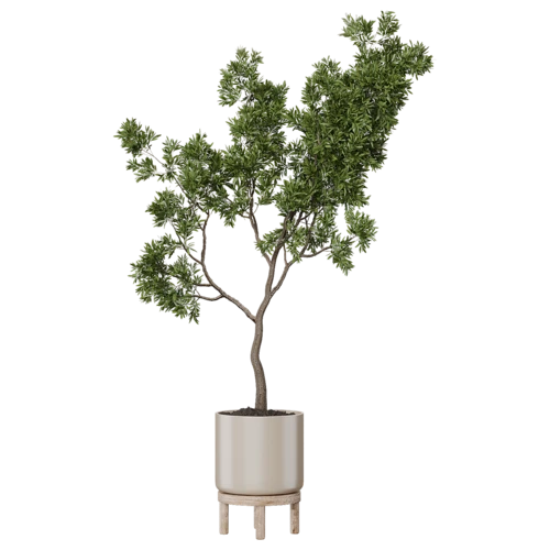 植物