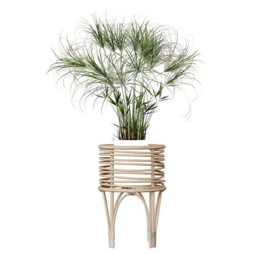 植物