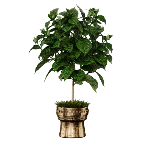 植物