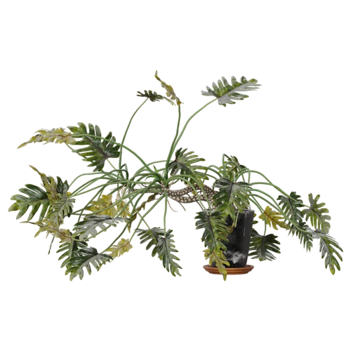 植物
