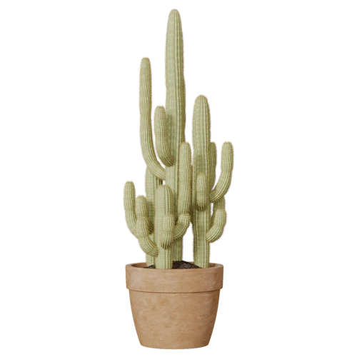 植物