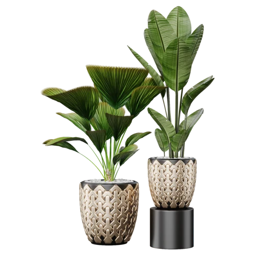 植物