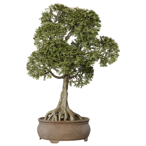 植物