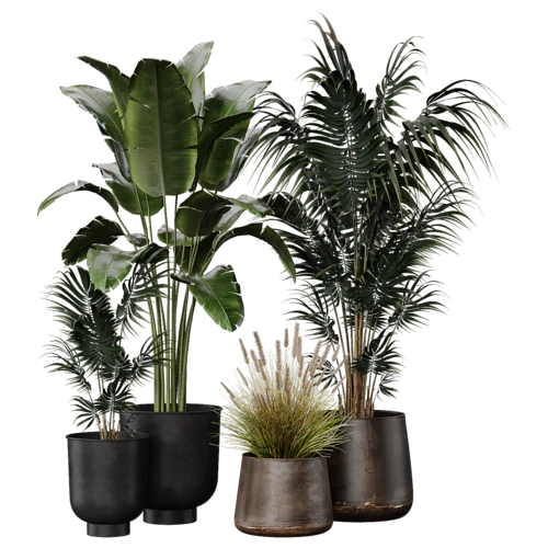 植物
