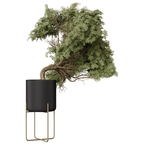 植物
