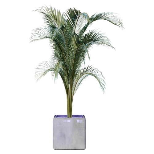 植物