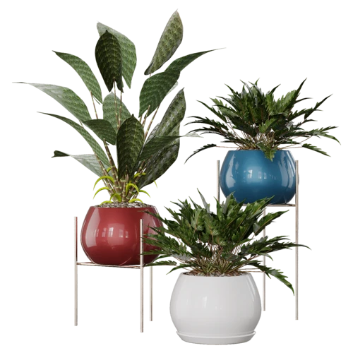植物