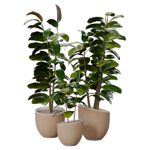 植物
