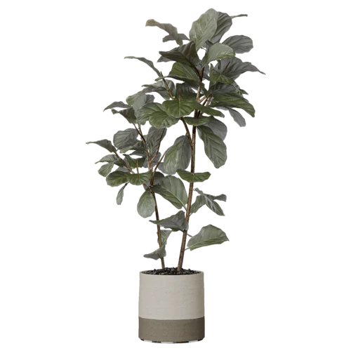 植物