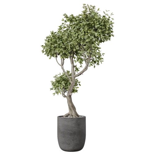 植物