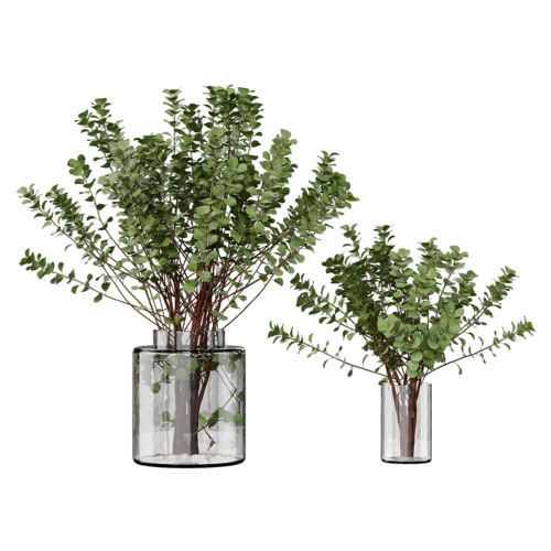 植物