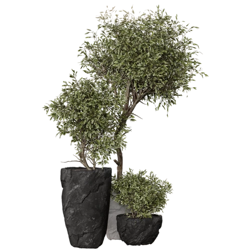 植物