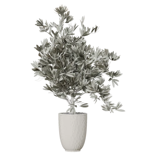 植物