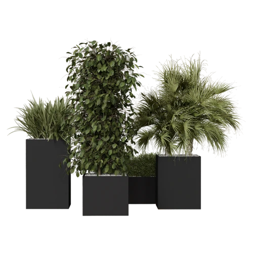 植物