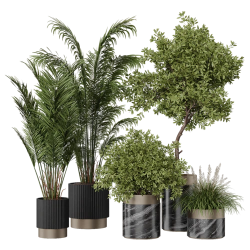 植物