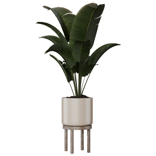 植物