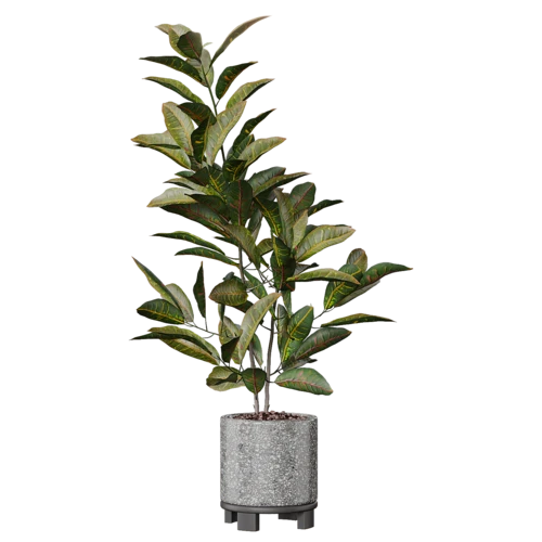 植物