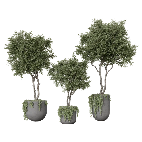 植物