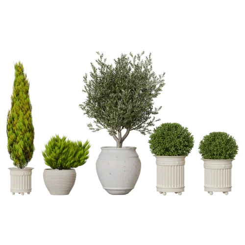 植物