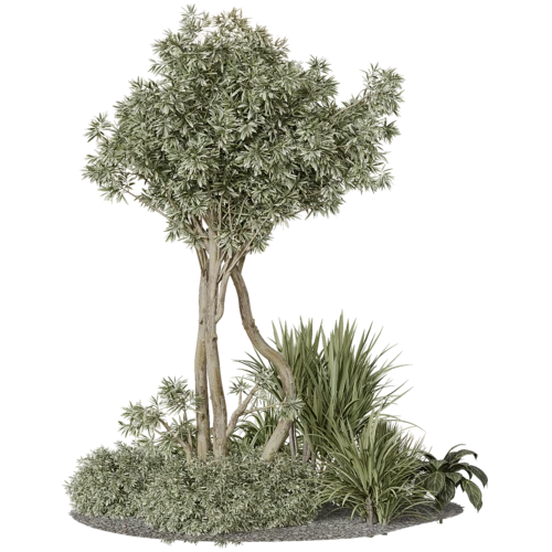 植物