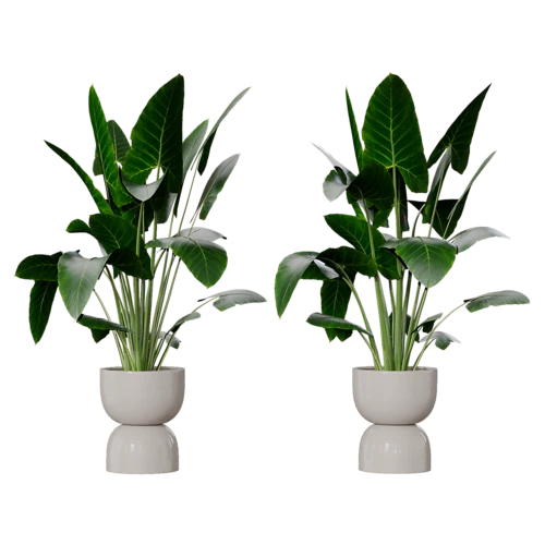 植物