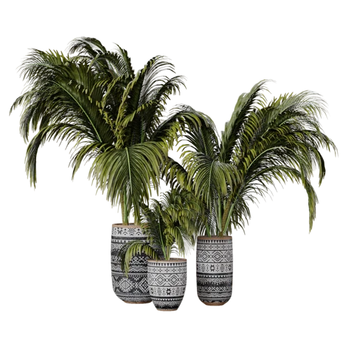 植物