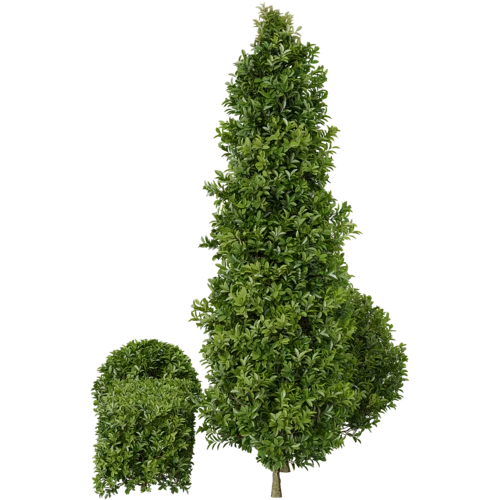 植物